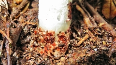 Staheliomyces cinctus