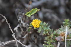 Bajacalia tridentata