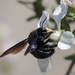Xylocopa californica - Photo (c) PaulS, μερικά δικαιώματα διατηρούνται (CC BY-NC), uploaded by PaulS
