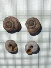Oreohelix strigosa depressa