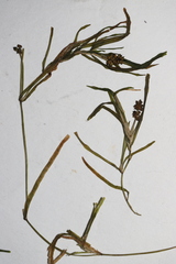 Potamogeton obtusifolius