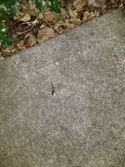 Ambystoma macrodactylum macrodactylum