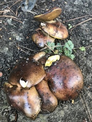 Suillus