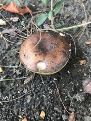 Suillus
