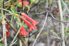 Gambelia juncea