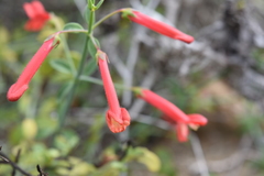 Gambelia juncea