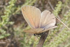 Leptotes marina
