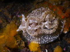 Goniodoris castanea