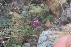 Dalea brandegeei