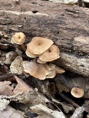 Lentinellus subaustralis