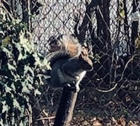 Sciurus carolinensis