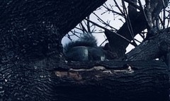 Sciurus carolinensis