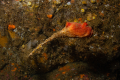 Boltenia ovifera