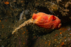 Boltenia ovifera