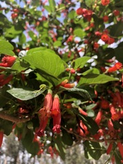 Iochroma fuchsioides