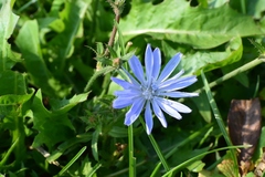 Cichorium intybus