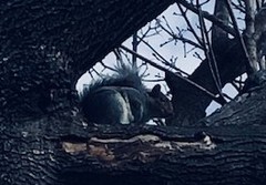 Sciurus carolinensis