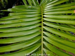 Ceratozamia