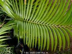 Ceratozamia