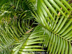 Ceratozamia