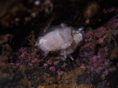 Goniodoris nodosa