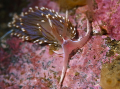 Facelina auriculata