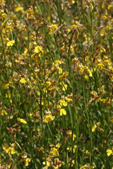 Goodenia macbarronii