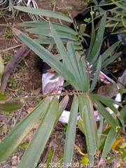 Zamia