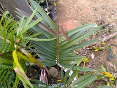 Zamia
