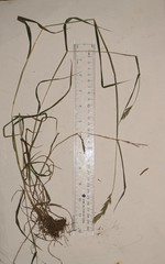 Elymus curvatus