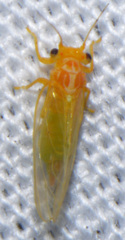Cacopsylla annulata