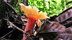 Abrachium floriforme