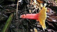 Abrachium floriforme