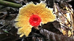 Abrachium floriforme