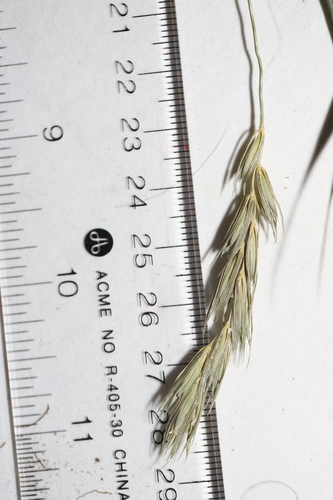 Image of Elymus curvatus by no rights reserved