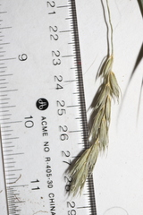 Elymus curvatus