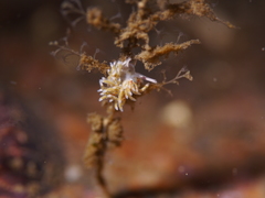Rubramoena rubescens