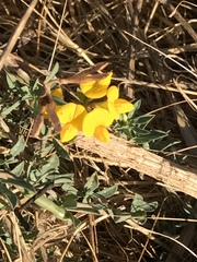Lotus corniculatus corniculatus