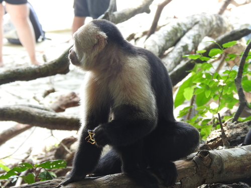 Central American White-faced Capuchin, Puntarenas Province, Quepos, Costa Rica, photo 8 of 10