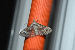 Alucita adriendenisi