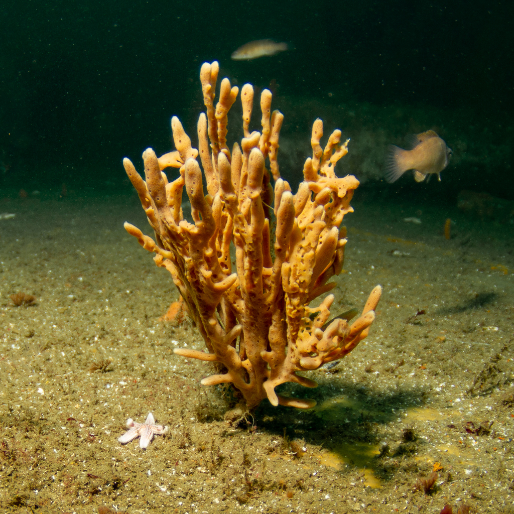 Photo of Mermaid's glove (Haliclona oculata)