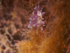 Eubranchus rupium