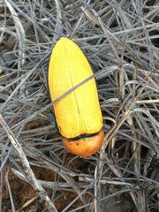 Julodimorpha bakewelli