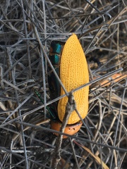 Julodimorpha bakewelli