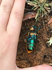 Julodimorpha bakewelli