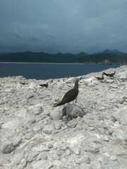 Sula leucogaster brewsteri