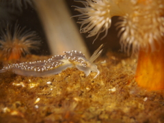 Flabellina Nudibranch