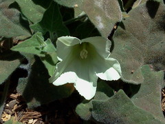 Calystegia malacophylla