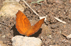 Ariadne specularia