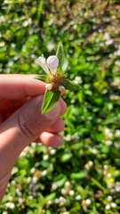 Richardia grandiflora